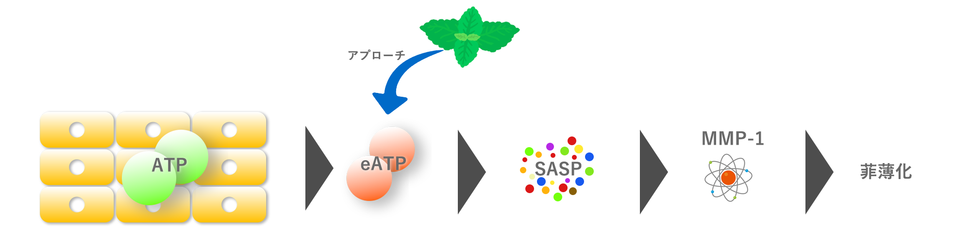 racosie(ラコシェ) 皮膚での菲薄化の起こるステップ