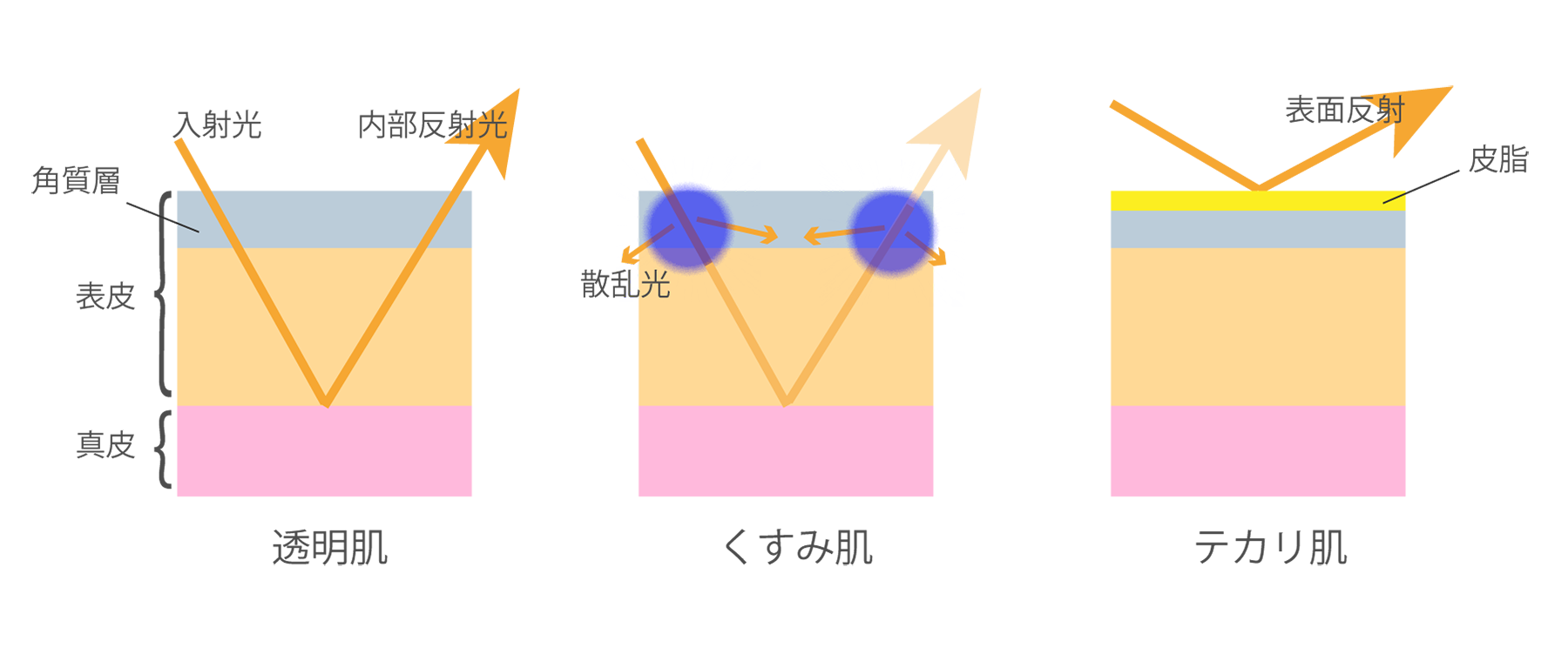 racosie(ラコシェ) アーチチョーク葉エキスの効能ステップ