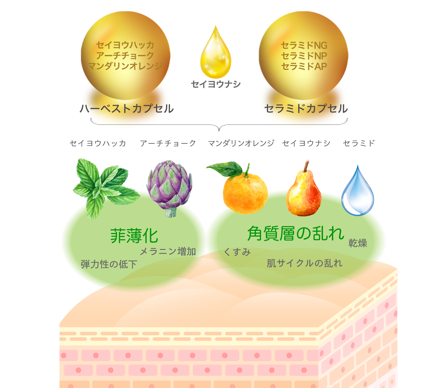 肌全体にマルチに作用する成分をバランスよく配合